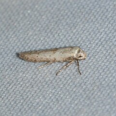 Hypatopa punctiferella