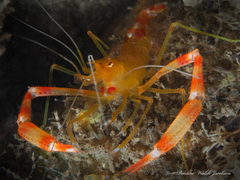 Stenopus scutellatus