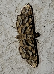 Hileithia magualis
