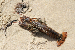 Homarus americanus