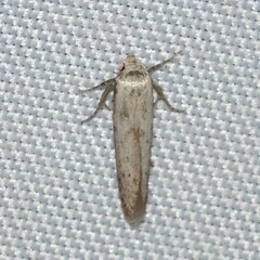 Hypatopa punctiferella