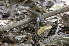 Trachylepis wrightii