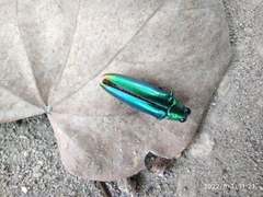 Chrysochroa fulminans