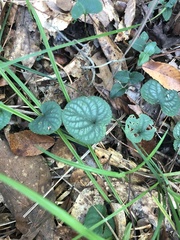 Viola walteri