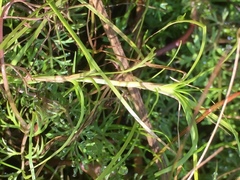 Isolepis fluitans