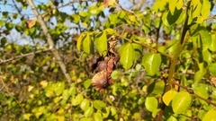 Paliurus spina-christi