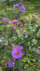 Symphyotrichum novae-angliae