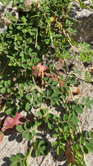 Indigofera spicata