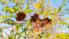 Paliurus spina-christi