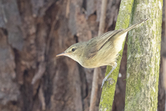 Acrocephalus sechellensis