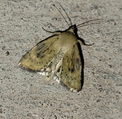Heliocheilus paradoxus