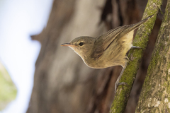 Acrocephalus sechellensis