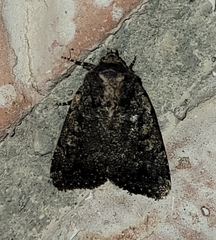Condica
