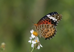 Argynnis hyperbius