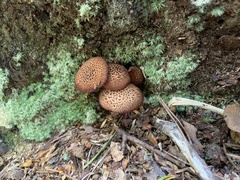 Flammulaster erinaceellus