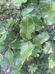 Cryptocarya alba