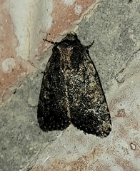 Condica