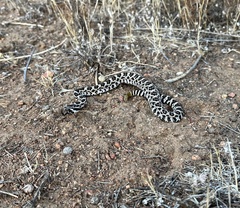 Crotalus oreganus helleri