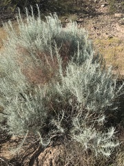 Artemisia filifolia