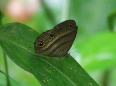 Cissia myncea