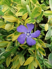 Vinca minor
