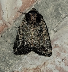 Condica