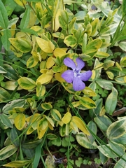 Vinca minor