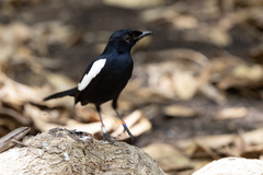 Copsychus sechellarum