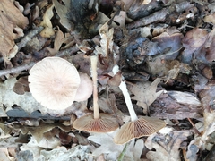 Collybiopsis peronata