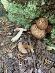 Flammulaster erinaceellus