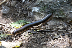 Sechelleptus seychellarum