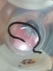 Indotyphlops braminus