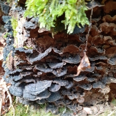 Hymenochaete rubiginosa
