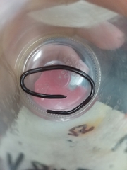 Indotyphlops braminus