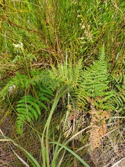 Pteris tremula