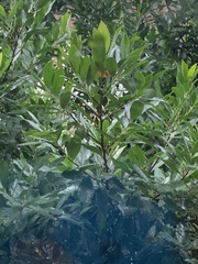 Prunus caroliniana