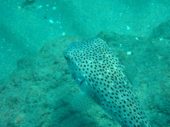 Chilomycterus reticulatus