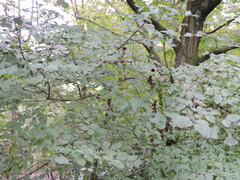Cornus mas