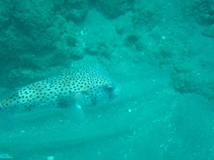 Chilomycterus reticulatus