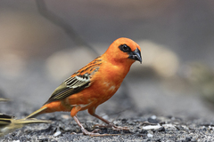 Foudia madagascariensis