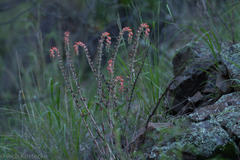 Echeveria strictiflora