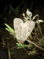 Spodoptera depravata