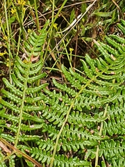 Pteris tremula