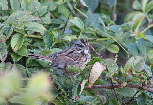 Song Sparrow photographed in Rhode Island