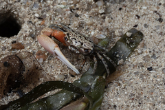 Austruca occidentalis