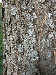 Phaeophyscia orbicularis