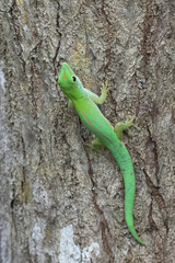 Phelsuma astriata