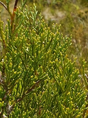 Widdringtonia nodiflora