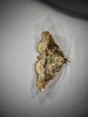 Pangrapta perturbans