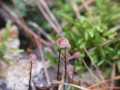 Paragymnopus perforans